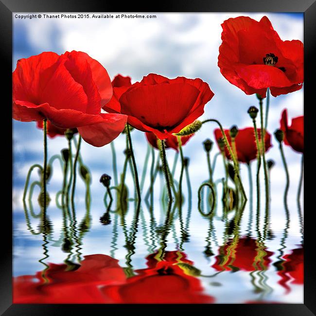  Poppy reflection Framed Print by Thanet Photos