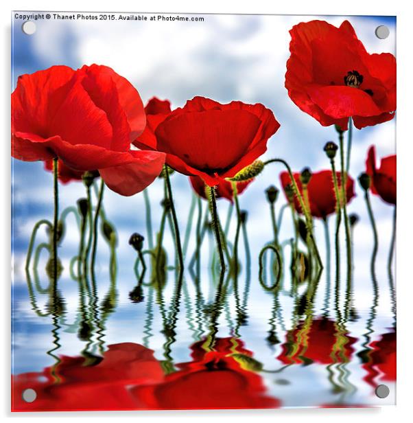  Poppy reflection Acrylic by Thanet Photos