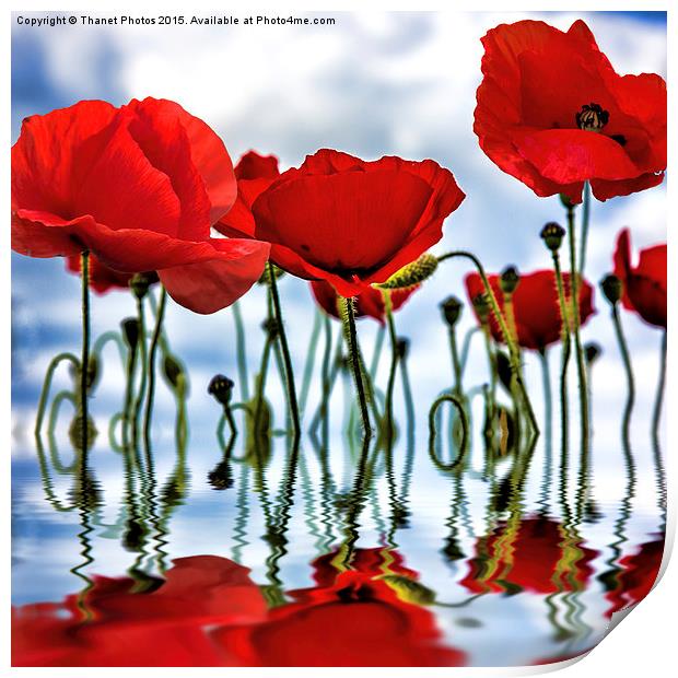  Poppy reflection Print by Thanet Photos