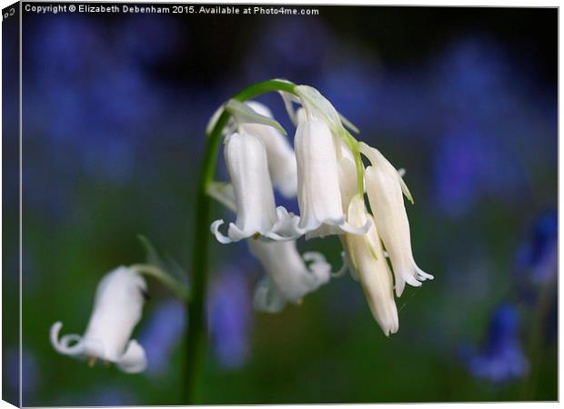 One white English Bluebell ; Standing out from the Canvas Print by Elizabeth Debenham