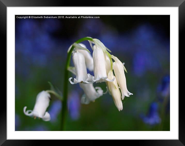 One white English Bluebell ; Standing out from the Framed Mounted Print by Elizabeth Debenham