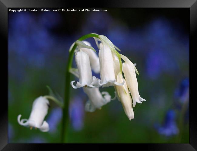 One white English Bluebell ; Standing out from the Framed Print by Elizabeth Debenham