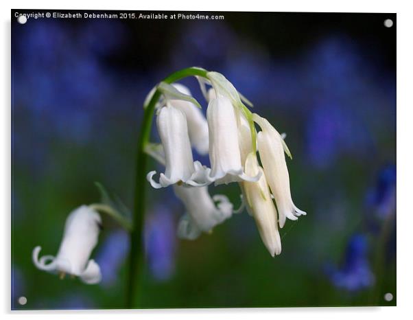 One white English Bluebell ; Standing out from the Acrylic by Elizabeth Debenham