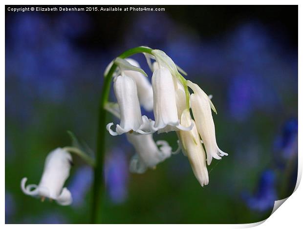 One white English Bluebell ; Standing out from the Print by Elizabeth Debenham