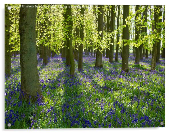 Chiltern Bluebells  in Spring Acrylic by Elizabeth Debenham