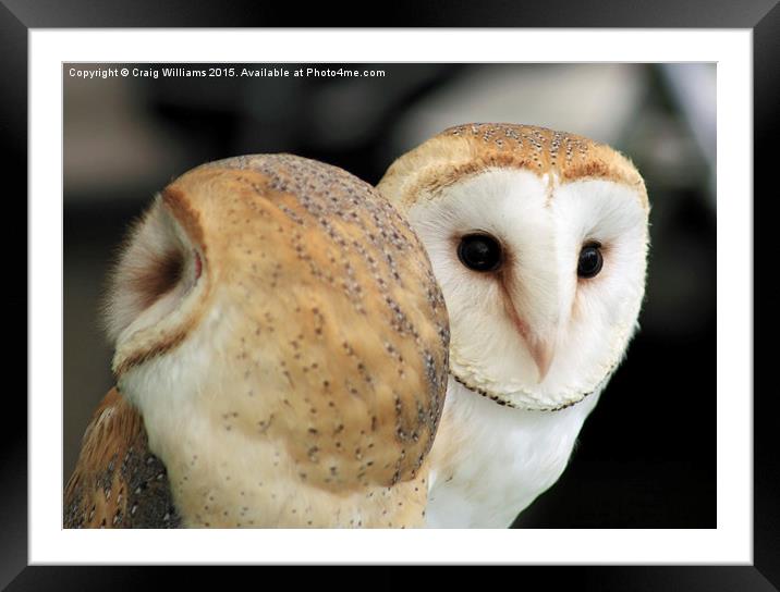  Two Little Barn Owls Framed Mounted Print by Craig Williams
