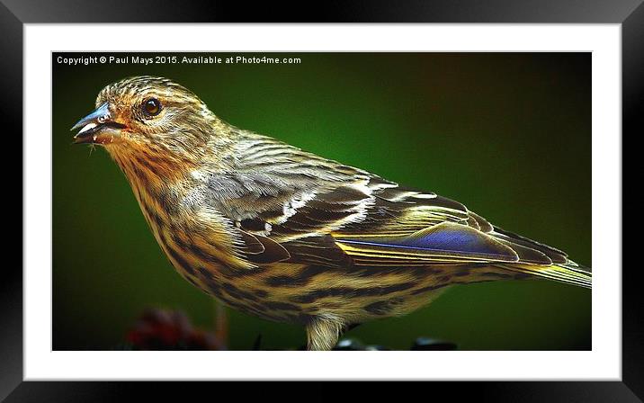  Pine Siskin Framed Mounted Print by Paul Mays