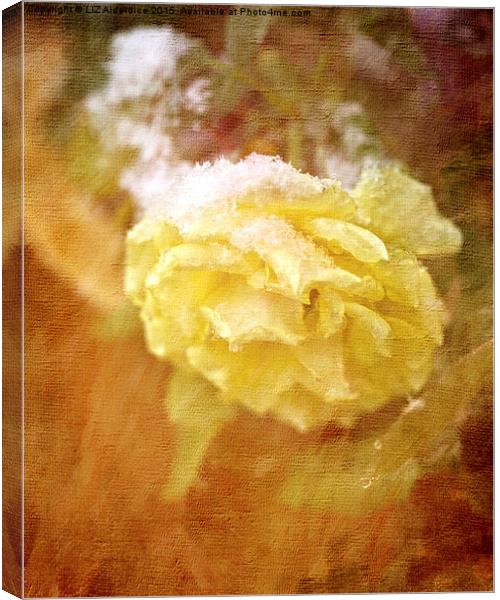  Yellow Snow Rose Canvas Print by LIZ Alderdice