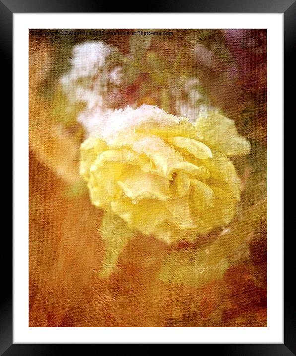  Yellow Snow Rose Framed Mounted Print by LIZ Alderdice