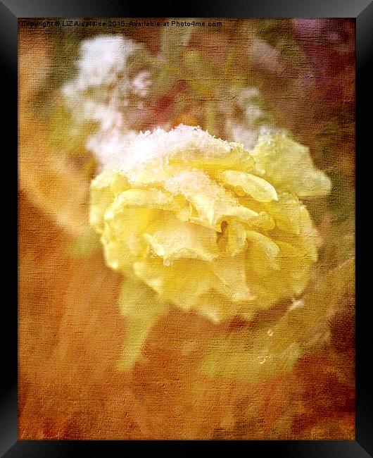  Yellow Snow Rose Framed Print by LIZ Alderdice