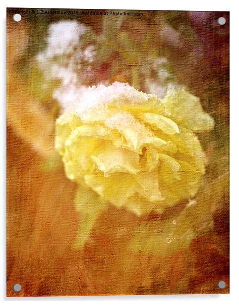  Yellow Snow Rose Acrylic by LIZ Alderdice