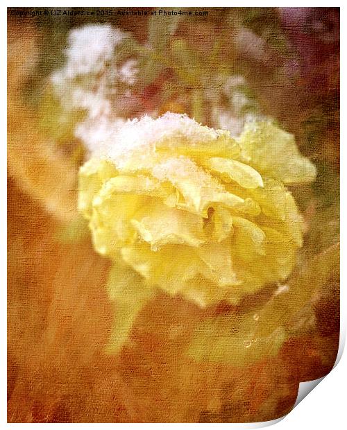  Yellow Snow Rose Print by LIZ Alderdice