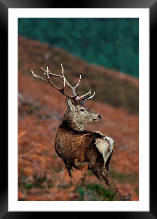    Red Deer Stag Framed Mounted Print by Macrae Images