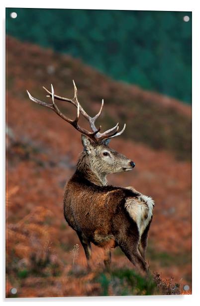    Red Deer Stag Acrylic by Macrae Images