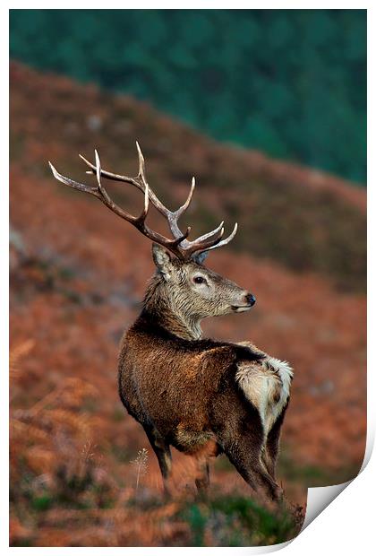    Red Deer Stag Print by Macrae Images