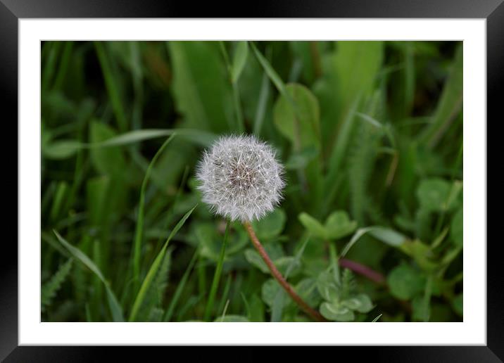 Dandelion at the end Framed Mounted Print by Adrian Bud