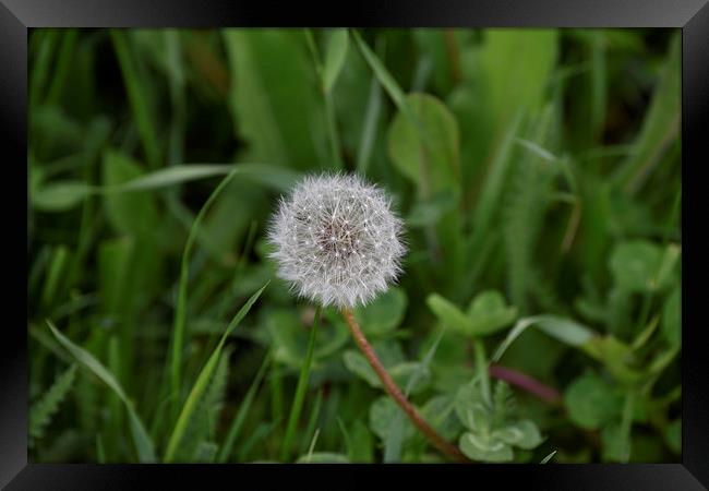 Dandelion at the end Framed Print by Adrian Bud