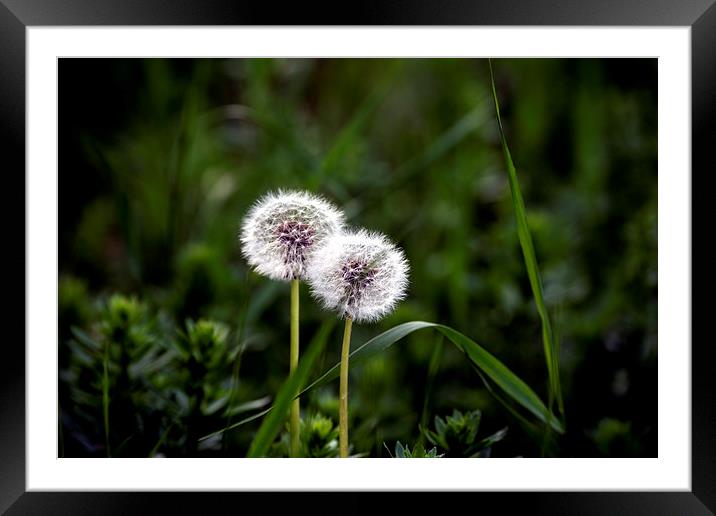 Twin Dandelions Framed Mounted Print by Adrian Bud