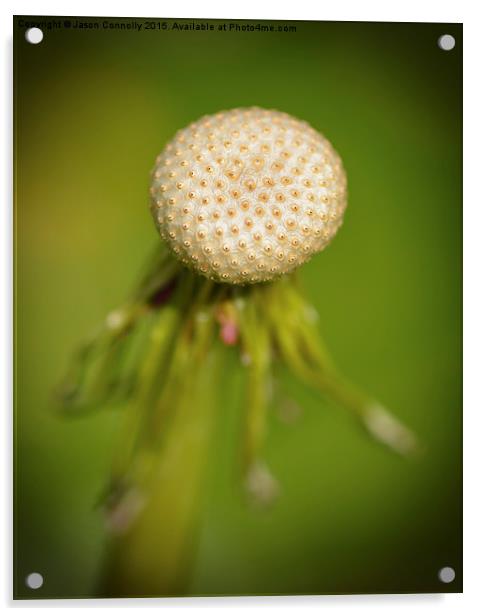  Empty Dandelion head Acrylic by Jason Connolly