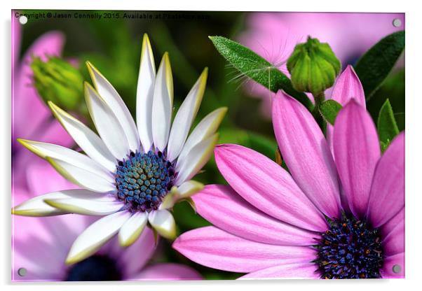  Flowers Acrylic by Jason Connolly