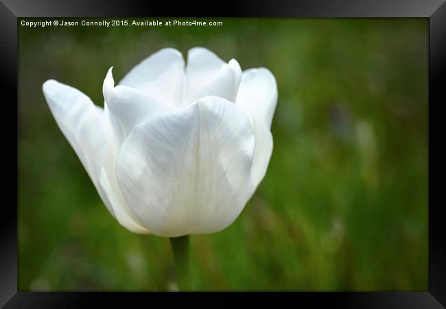  White Tulip Framed Print by Jason Connolly