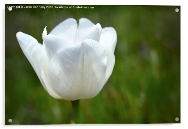  White Tulip Acrylic by Jason Connolly