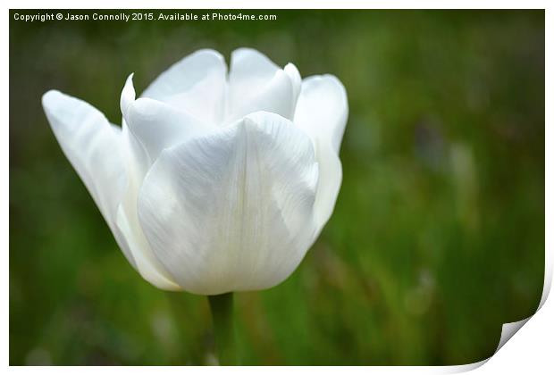  White Tulip Print by Jason Connolly