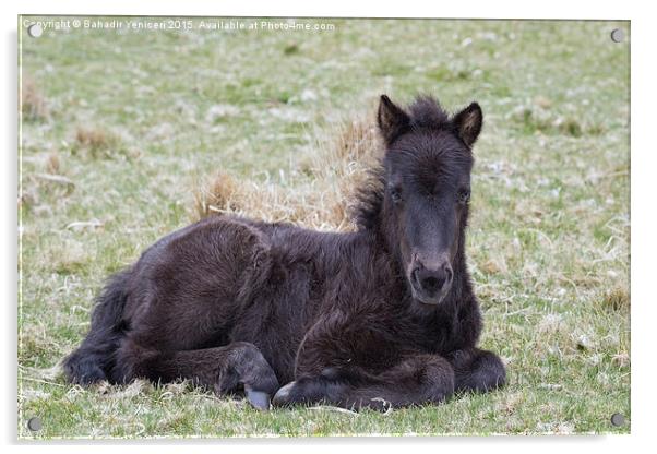 Dartmoor Pony Acrylic by Bahadir Yeniceri