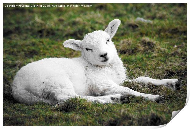  Spring Lamb Print by Zena Clothier