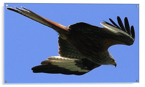 The Red Kite Acrylic by Trevor White