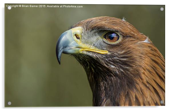  Portrait of a Golden Eagle Acrylic by Brian Garner