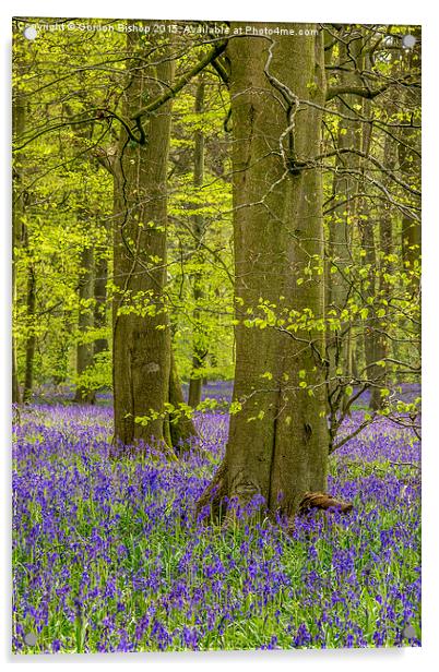  Bluebell Acrylic by Gordon Bishop