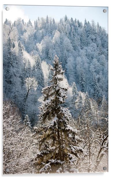  Winter beauty  Acrylic by Gouzel Liddle
