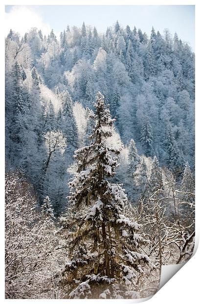  Winter beauty  Print by Gouzel Liddle