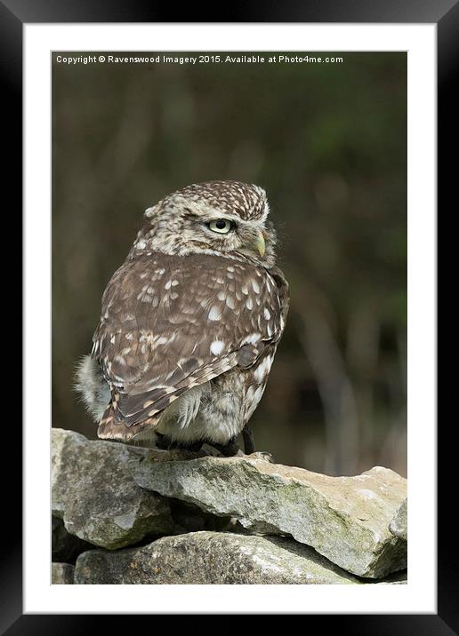  Little owl  Framed Mounted Print by Ravenswood Imagery