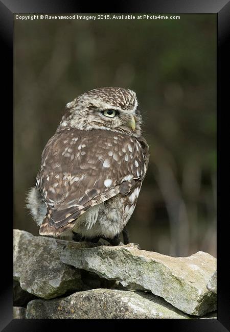  Little owl  Framed Print by Ravenswood Imagery