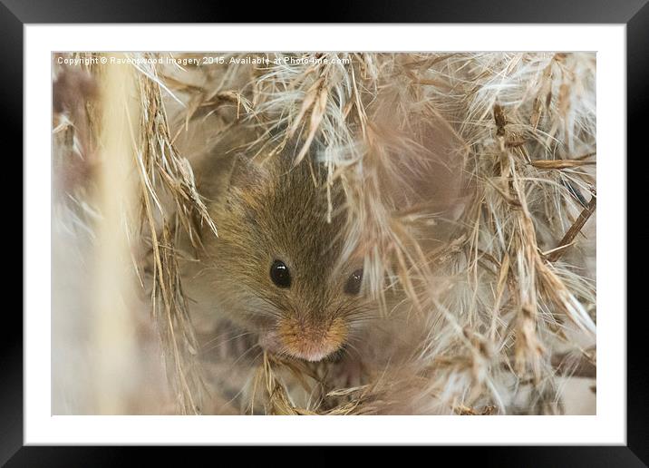 Mouse Nest Framed Mounted Print by Ravenswood Imagery