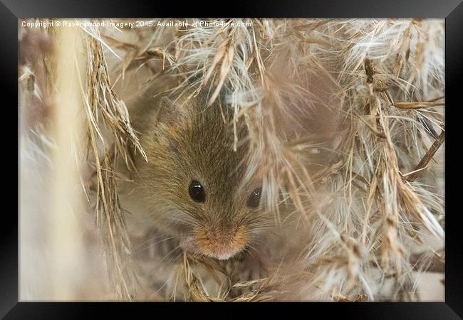  Mouse Nest Framed Print by Ravenswood Imagery