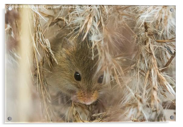  Mouse Nest Acrylic by Ravenswood Imagery