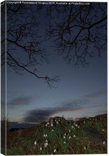  Snowdrop Sunset Canvas Print by Ravenswood Imagery