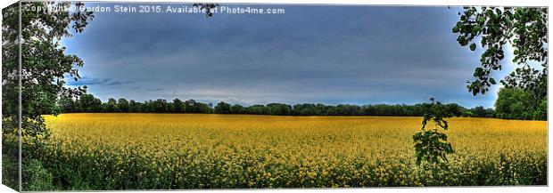  Fields of Yellow Canvas Print by Gordon Stein