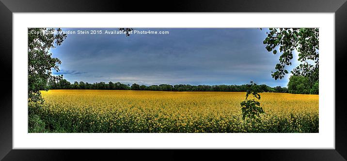  Fields of Yellow Framed Mounted Print by Gordon Stein