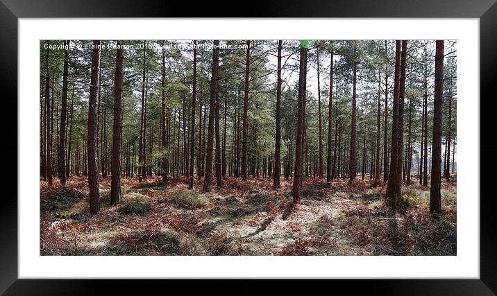 Summer forest  Framed Mounted Print by Elaine Pearson