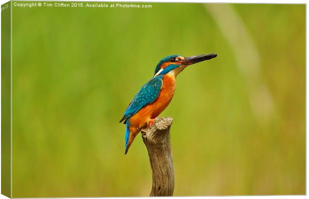 The Kingfisher Canvas Print by Tim Clifton