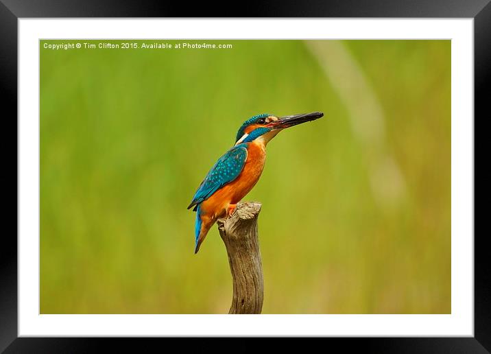 The Kingfisher Framed Mounted Print by Tim Clifton
