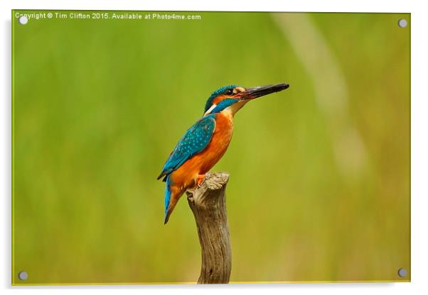 The Kingfisher Acrylic by Tim Clifton
