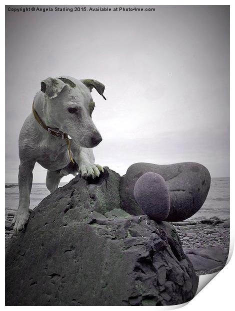  Jack Russell knocking down my art. Print by Angela Starling