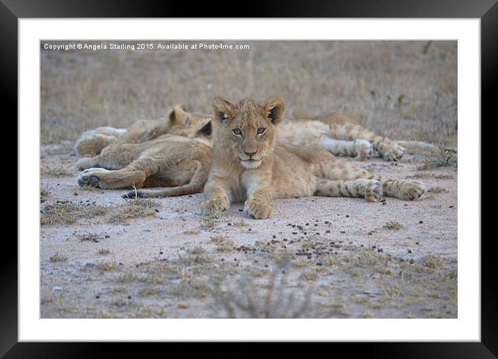  Lion Cub amungst his siblings Framed Mounted Print by Angela Starling
