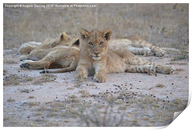  Lion Cub amungst his siblings Print by Angela Starling