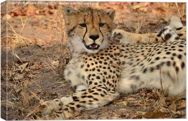 Cheetah relaxing Canvas Print by Angela Starling